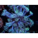 WYSIWYG Goniopora Yellow Tentacles 19K2