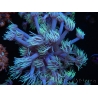 WYSIWYG Goniopora Yellow Tentacles 19K2