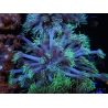 WYSIWYG Goniopora Yellow Tentacles 19K3