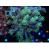 WYSIWYG Goniopora Yellow Tentacles 19K4