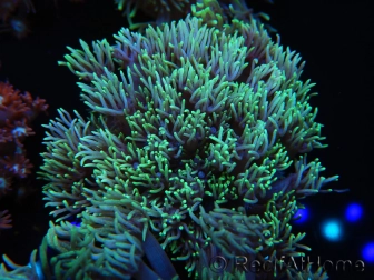 WYSIWYG Goniopora Yellow Tentacles 19K5