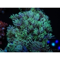 WYSIWYG Goniopora Yellow Tentacles 19K5
