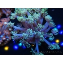 WYSIWYG Goniopora Yellow Tentacles 19K6