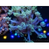 WYSIWYG Goniopora Yellow Tentacles 19K6