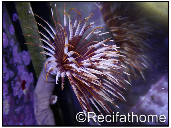 WYSIWYG Sabellastarte choco featherworm L