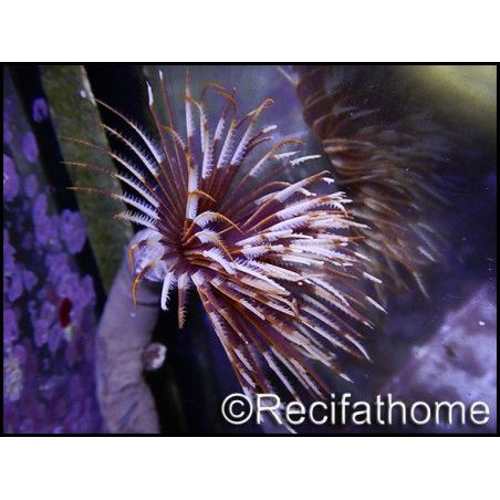 WYSIWYG Sabellastarte choco featherworm L