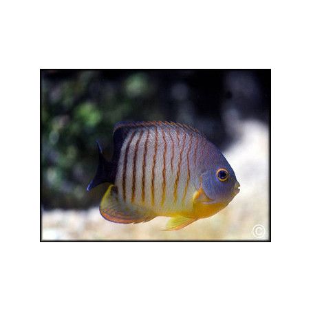 Centropyge eibli