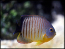Centropyge eibli