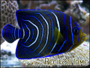 Pomacanthus semicirculatus juv