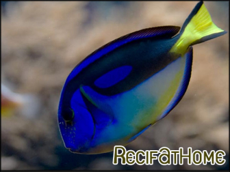 Paracanthurus hepatus ventre Jaune