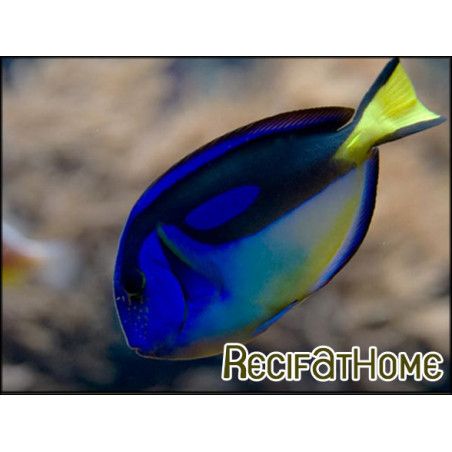 Paracanthurus hepatus ventre Jaune