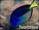 Paracanthurus hepatus ventre Jaune