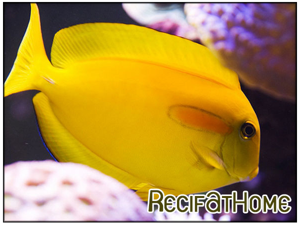 Acanthurus olivaceus 