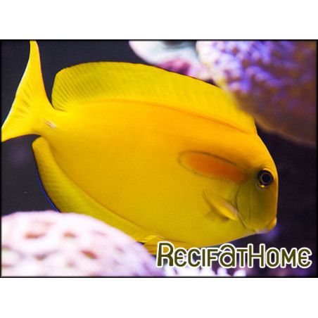 Acanthurus olivaceus 