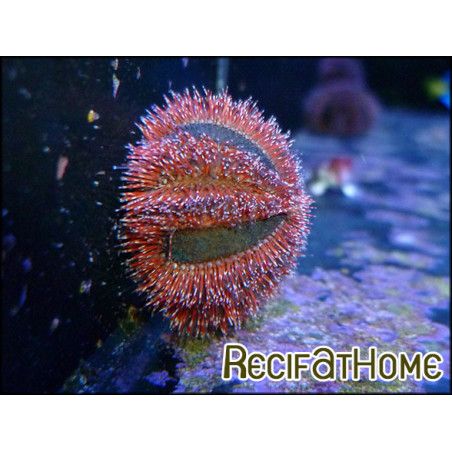 Mespilia globulus rouge