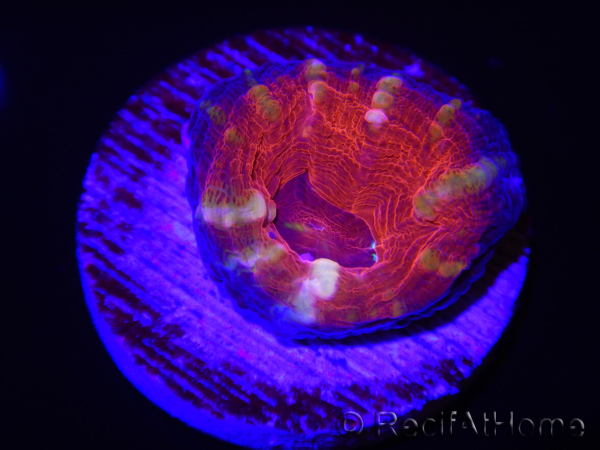 WYSIWYG Homophyllia australis (ex Scolymia) Frag 19