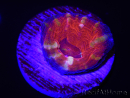 WYSIWYG Homophyllia australis (ex Scolymia) Frag 19