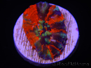 WYSIWYG Homophyllia australis (ex Scolymia) Frag 18