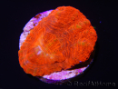 WYSIWYG Homophyllia australis (ex Scolymia) Frag 20