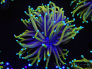 WYSIWYG RAH Euphyllia glabrescens Dragon Soul (Elevage Recifathome) 16C1