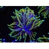 WYSIWYG RAH Euphyllia glabrescens Dragon Soul (Elevage Recifathome) 16C1