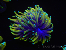 WYSIWYG RAH Euphyllia glabrescens Dragon Soul (Elevage Recifathome) 16C2