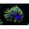 WYSIWYG RAH Euphyllia glabrescens Dragon Soul (Elevage Recifathome) 16C2