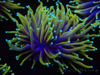 WYSIWYG RAH Euphyllia glabrescens Dragon Soul (Elevage Recifathome) 16C3