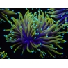 WYSIWYG RAH Euphyllia glabrescens Dragon Soul (Elevage Recifathome) 16C3