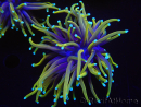 WYSIWYG RAH Euphyllia glabrescens Dragon Soul (Elevage Recifathome) 16C4