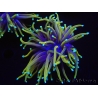 WYSIWYG RAH Euphyllia glabrescens Dragon Soul (Elevage Recifathome) 16C4