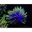 WYSIWYG RAH Euphyllia glabrescens Dragon Soul (Elevage Recifathome) 16C5