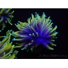 WYSIWYG RAH Euphyllia glabrescens Dragon Soul (Elevage Recifathome) 16C5