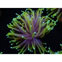 WYSIWYG RAH Euphyllia glabrescens Dragon Soul (Elevage Recifathome) 16C1