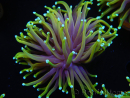 WYSIWYG RAH Euphyllia glabrescens Dragon Soul (Elevage Recifathome) 16C1