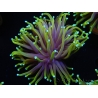 WYSIWYG RAH Euphyllia glabrescens Dragon Soul (Elevage Recifathome) 16C1