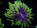 WYSIWYG RAH Euphyllia glabrescens Dragon Soul (Elevage Recifathome) 16C2