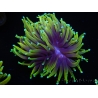 WYSIWYG RAH Euphyllia glabrescens Dragon Soul (Elevage Recifathome) 16C2