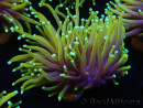 WYSIWYG RAH Euphyllia glabrescens Dragon Soul (Elevage Recifathome) 16C3