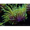 WYSIWYG RAH Euphyllia glabrescens Dragon Soul (Elevage Recifathome) 16C3