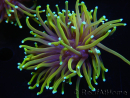 WYSIWYG RAH Euphyllia glabrescens Dragon Soul (Elevage Recifathome) 16C4