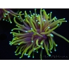 WYSIWYG RAH Euphyllia glabrescens Dragon Soul (Elevage Recifathome) 16C4