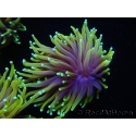 WYSIWYG RAH Euphyllia glabrescens Dragon Soul (Elevage Recifathome) 16C5