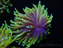 WYSIWYG RAH Euphyllia glabrescens Dragon Soul (Elevage Recifathome) 16C5