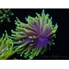 WYSIWYG RAH Euphyllia glabrescens Dragon Soul (Elevage Recifathome) 16C5