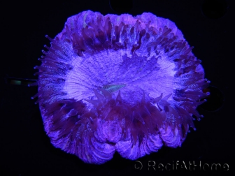 WYSIWYG Trachyphyllia geoffreyi Lavender D3 (5.5 cm)