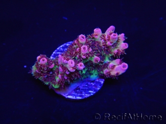 WYSIWYG RAH Acropora hyacinthus Red Planet 5A3