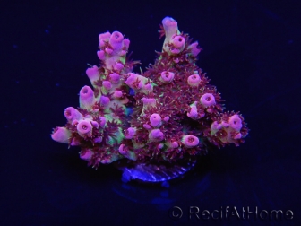 WYSIWYG RAH Acropora hyacinthus Red Planet 5A4
