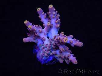 WYSIWYG RAH Acropora Terra Yellow 5Z3