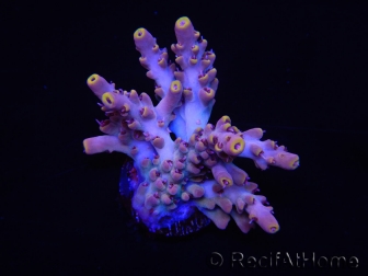 WYSIWYG RAH Acropora Terra Yellow 5Z3